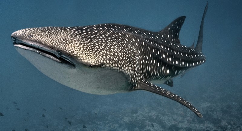 Whale Sharks: Gentle Giants of The Sea